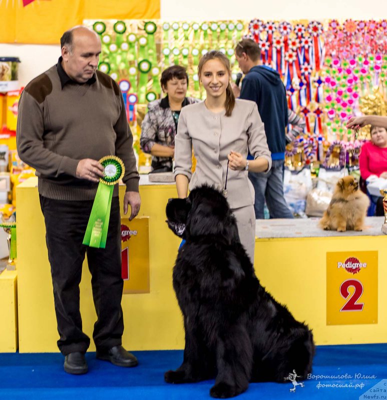 Фото: ньюфаундленд Victory Dance Dinastiya Soverchenstva