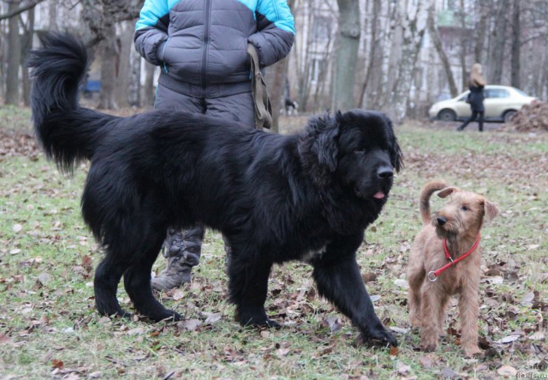 Фото: ньюфаундленд Lankaster (Ланкастер)