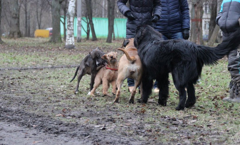 Фото: ньюфаундленд Lankaster (Ланкастер)