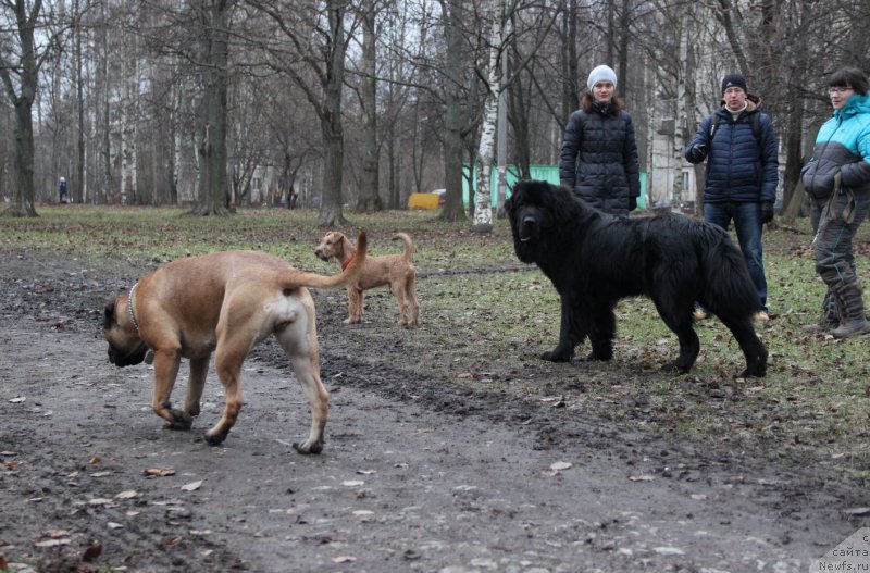 Фото: ньюфаундленд Lankaster (Ланкастер)