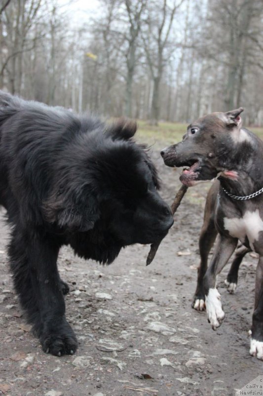 Фото: ньюфаундленд Lankaster (Ланкастер)