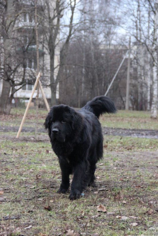 Фото: ньюфаундленд Lankaster (Ланкастер)