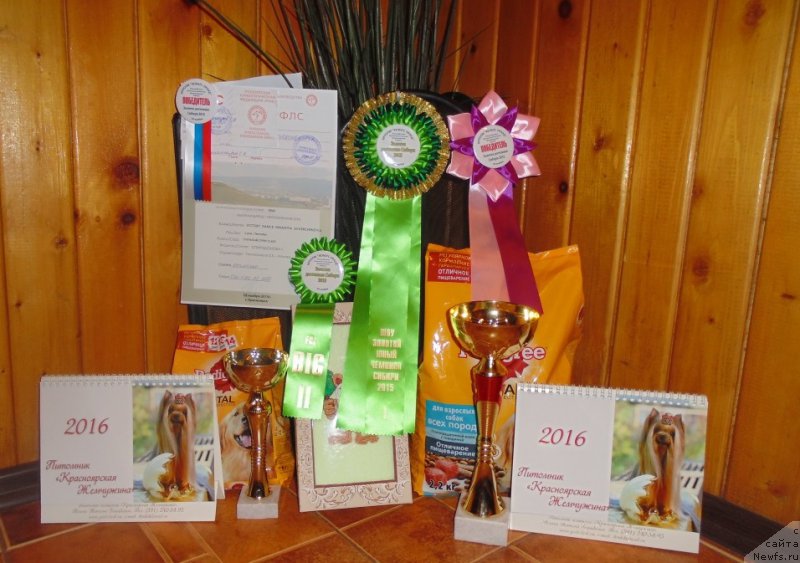 Фото: ньюфаундленд Victory Dance Dinastiya Soverchenstva