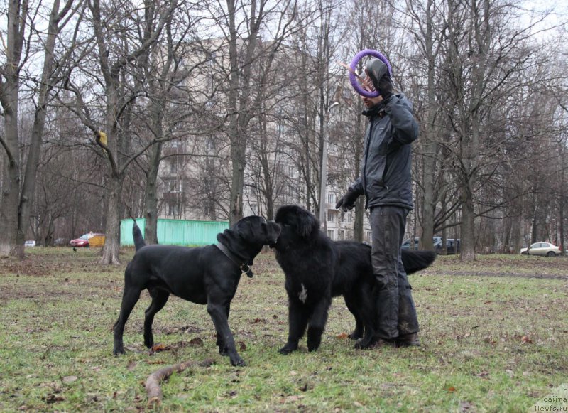 Фото: ньюфаундленд Lankaster (Ланкастер)