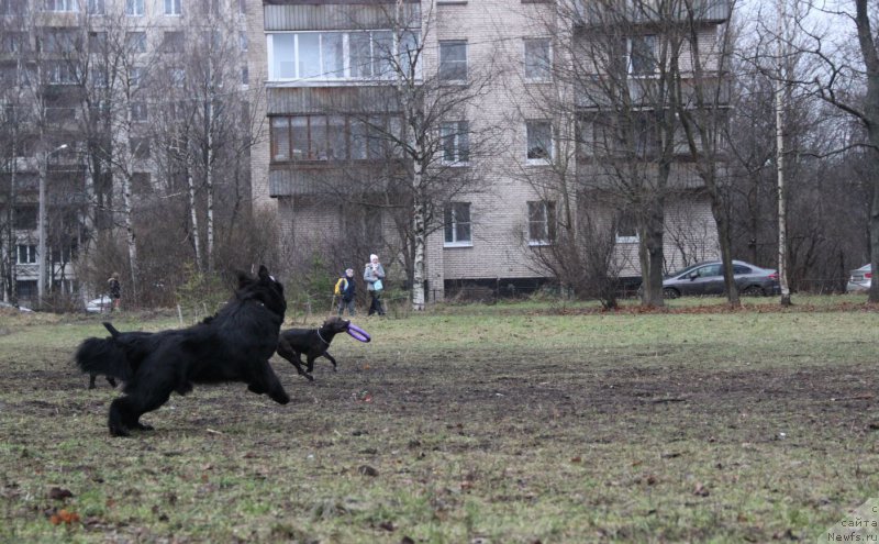 Фото: ньюфаундленд Lankaster (Ланкастер)