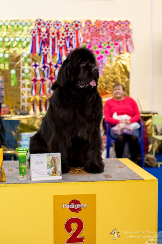 Фото: ньюфаундленд Victory Dance Dinastiya Soverchenstva