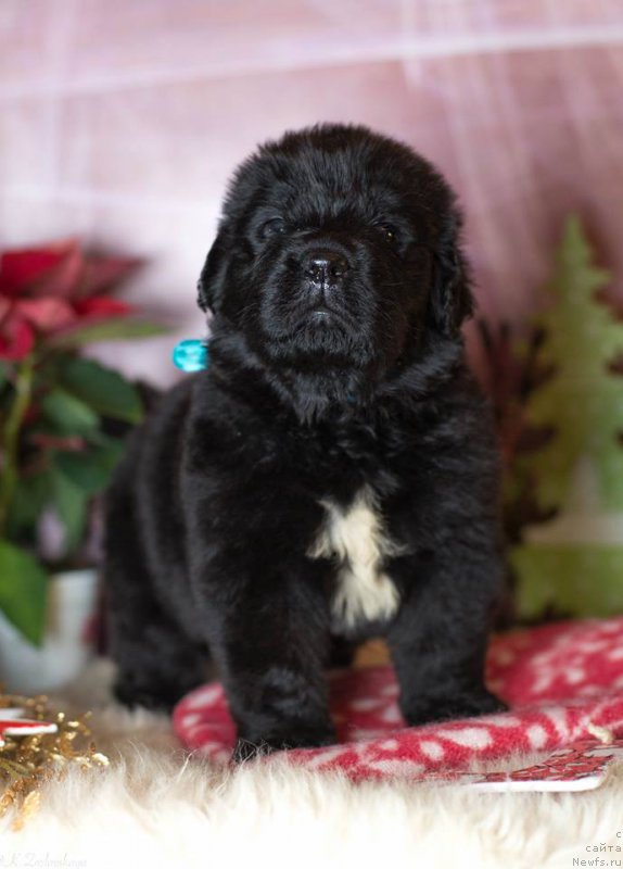 Фото: Дети, ньюфаундленд Smigar Legenda Vesny (Смигар Легенда Весны), 1 мес