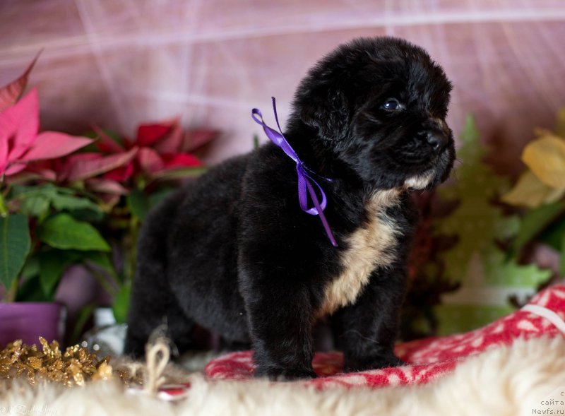 Фото: Дети, ньюфаундленд Smigar Legenda Vesny (Смигар Легенда Весны), 1 мес