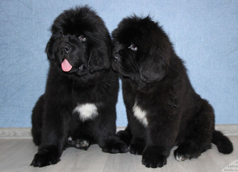 Фотография № 196772