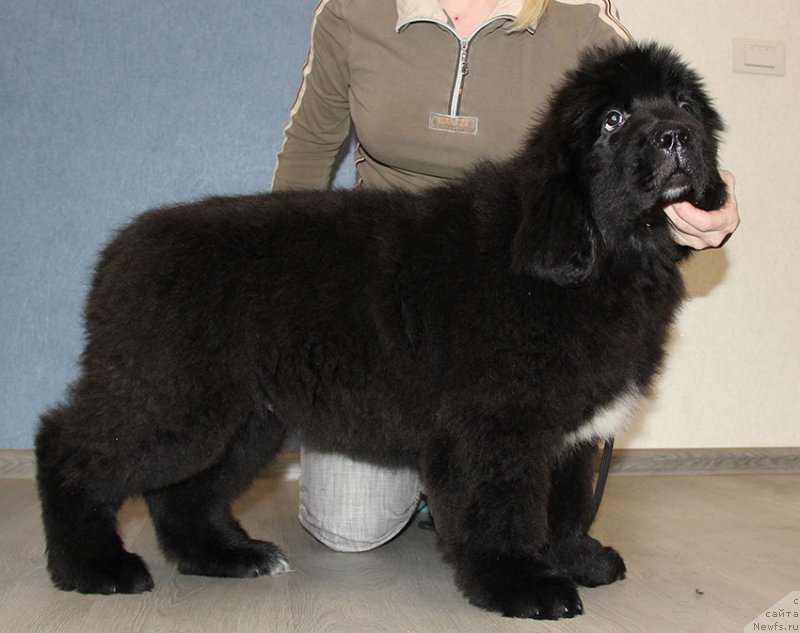 Фотография № 196773