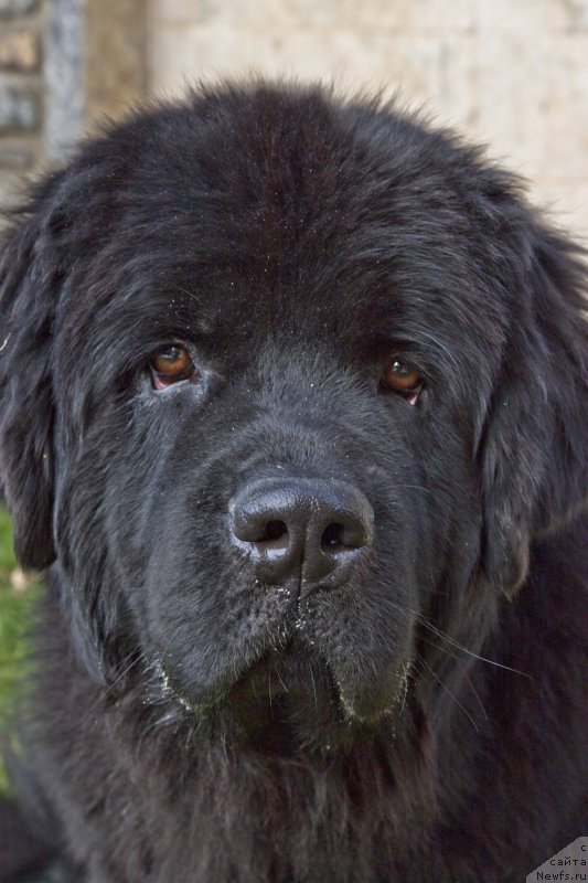 Фото: ньюфаундленд Brownblood MSK Harita Havva (Браунблад МСК Харита Хавва)