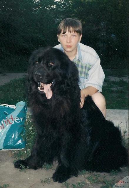 Фото: ньюфаундленд Teddi Bea Elbar (Тедди Беа Елбар)