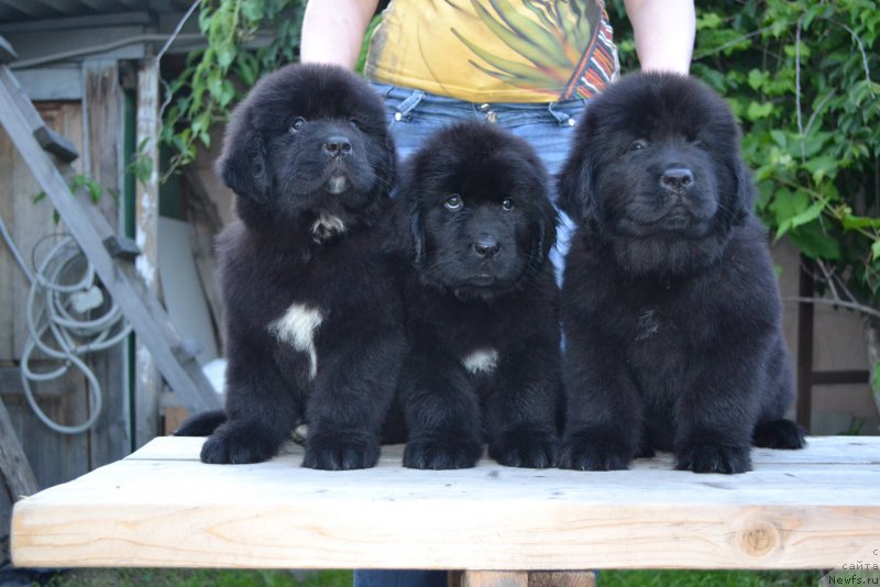 Фото: ньюфаундленд Revolyuciya Dushi (Революция Души), ньюфаундленд Russkaya Skazka (Русская Сказка), ньюфаундленд Romantika Lyubvi (Романтика Любви)