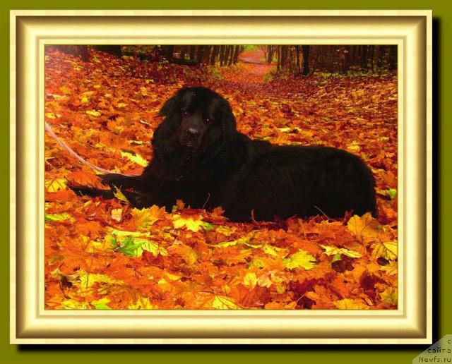 Фото: ньюфаундленд Oskar Treysi-Viktoriya (Оскар Трейси-Виктория)