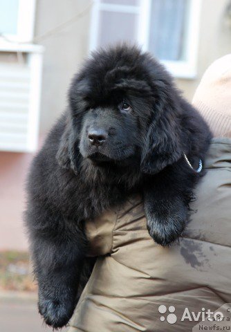 Фото: ньюфаундленд Kaliostro Formula Lyubvi (Калиостро Формула Любви)