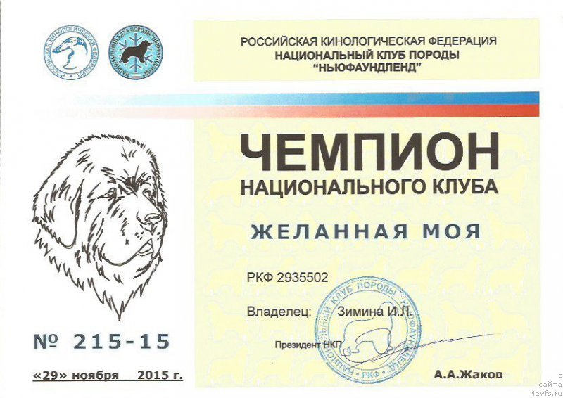 Фото: ньюфаундленд Jelannaya Moya (Желанная Моя)