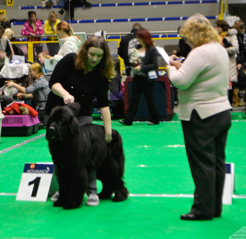 Фото: ньюфаундленд Mercedes Vialiki Miadzvedz (Мерседес Вялiкi Мядзведзь)