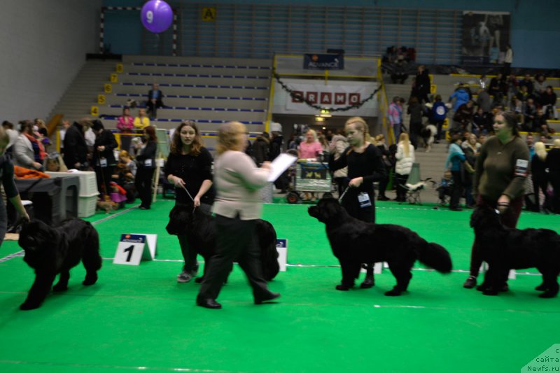 Фото: ньюфаундленд Mercedes Vialiki Miadzvedz (Мерседес Вялiкi Мядзведзь)