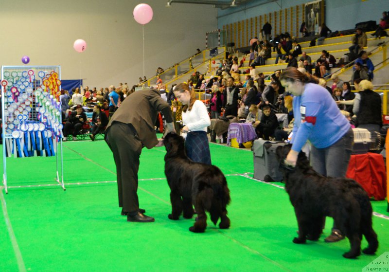Фото: ньюфаундленд Mercedes Vialiki Miadzvedz (Мерседес Вялiкi Мядзведзь), Mariya SHmeleva (Мария Шмелева)