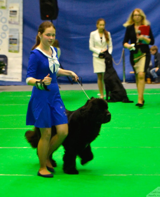 Фото: ньюфаундленд Mercedes Vialiki Miadzvedz (Мерседес Вялiкi Мядзведзь), Mariya SHmeleva (Мария Шмелева)