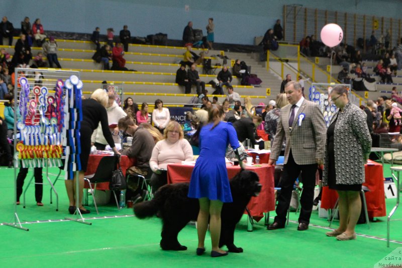 Фото: ньюфаундленд Brownblood MSK Harricane Higgins (Браунблад МСК Харрикейн Хиггенс), Mariya SHmeleva (Мария Шмелева)