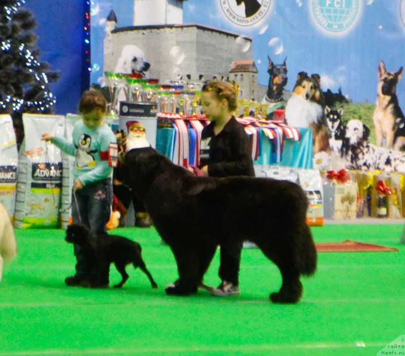 Фото: ньюфаундленд Brownblood MSK Harricane Higgins (Браунблад МСК Харрикейн Хиггенс)
