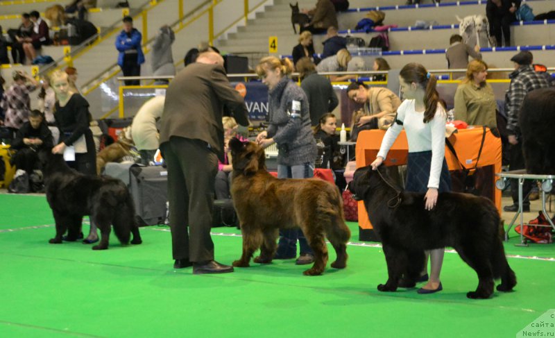 Фото: ньюфаундленд Brownblood MSK Hrica Hacket Ollen (Браунблад МСК Хриса Хаккет Оллен), ньюфаундленд Brownblood MSK Harricane Higgins (Браунблад МСК Харрикейн Хиггенс)