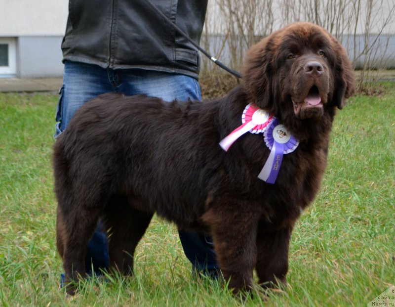 Фото: ньюфаундленд Brownblood MSK Zhani Osher (Браунблад МСК Жани Ошер)