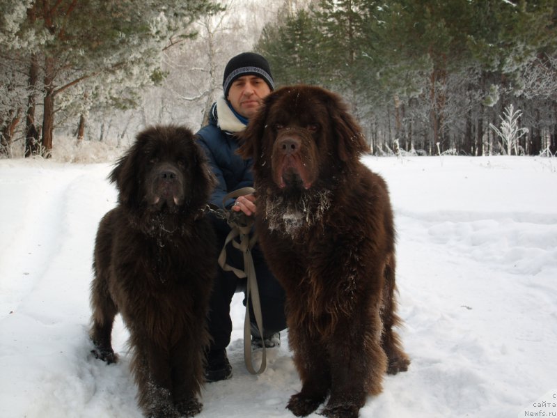 Фото: ньюфаундленд CHernyiy SHarm Amber Best Dog FO Marleon (Черный Шарм Амбер Бест Дог ФО Марлеон), ньюфаундленд Akvamarinovaya Krasotka dlya Marleon (Аквамариновая Красотка для Марлеон)