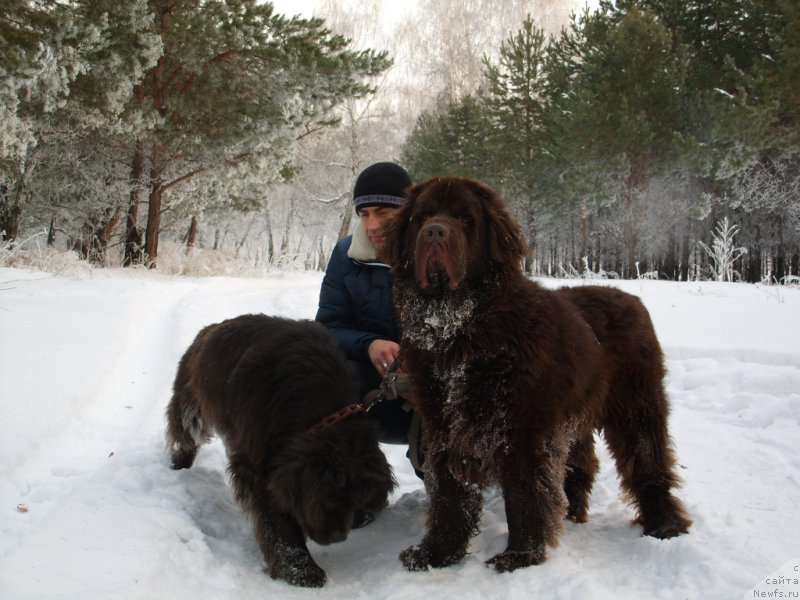 Фото: ньюфаундленд CHernyiy SHarm Amber Best Dog FO Marleon (Черный Шарм Амбер Бест Дог ФО Марлеон)