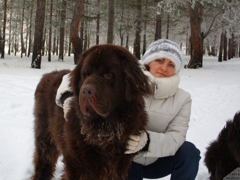 Фото: ньюфаундленд CHernyiy SHarm Amber Best Dog FO Marleon (Черный Шарм Амбер Бест Дог ФО Марлеон), Tat'yana SHayduk (Татьяна Шайдук)