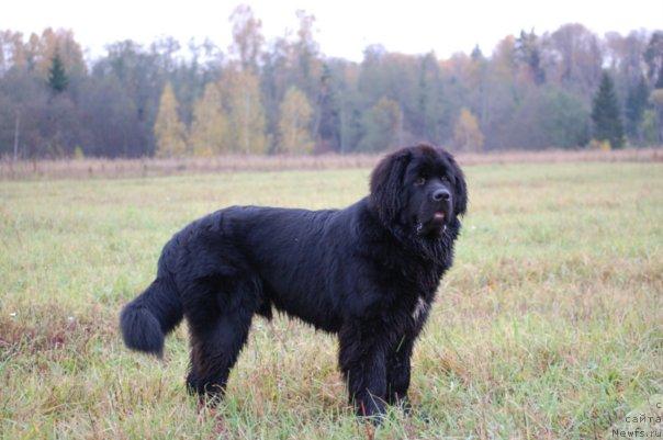Фото: ньюфаундленд Pitern'yuf Jiznennaya Neobhodimost' (Питерньюф Жизненная Необходимость)