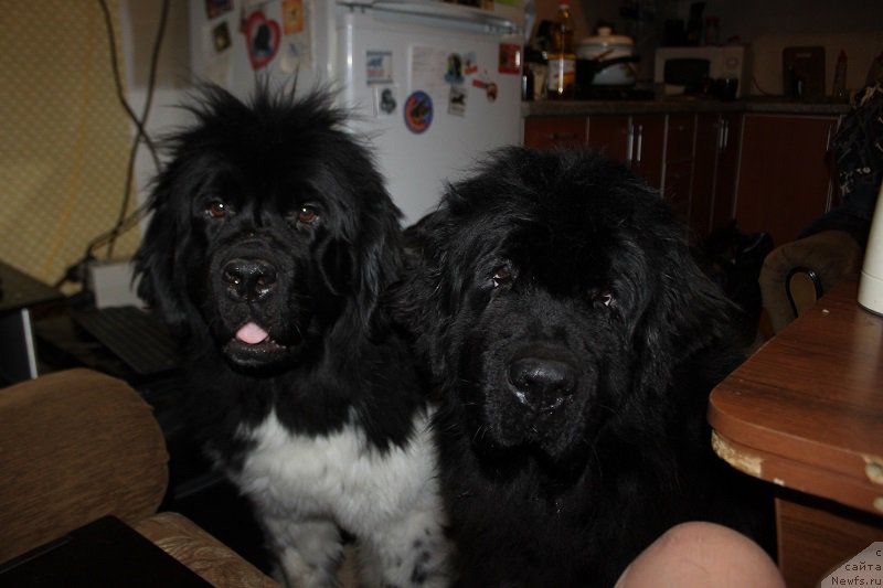 Фото: ньюфаундленд Iskushenie Moey Dushi (Искушение Моей Души), ньюфаундленд Toptyijka Siyanie ot Aysberga (Топтыжка Сияние от Айсберга)