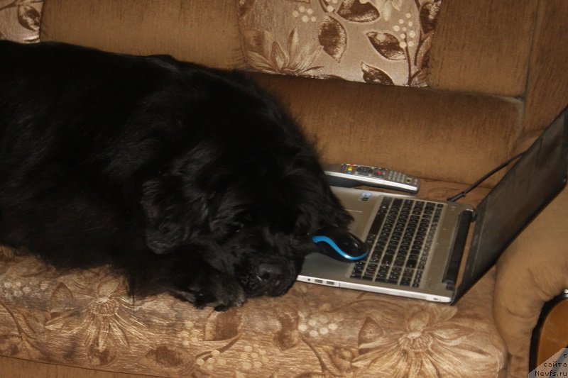 Фото: ньюфаундленд Toptyijka Siyanie ot Aysberga (Топтыжка Сияние от Айсберга)