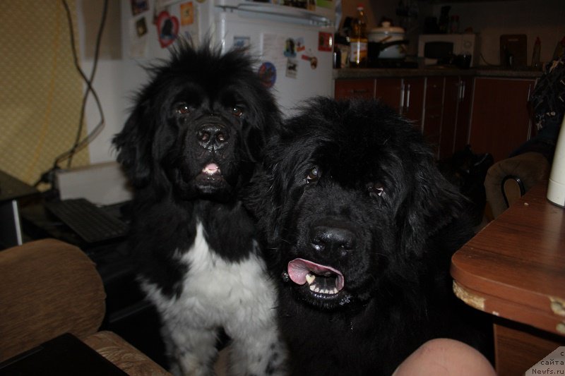 Фото: ньюфаундленд Iskushenie Moey Dushi (Искушение Моей Души), ньюфаундленд Toptyijka Siyanie ot Aysberga (Топтыжка Сияние от Айсберга)