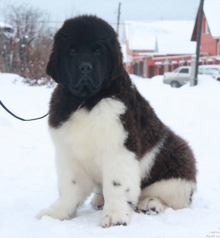 Фотография № 196871