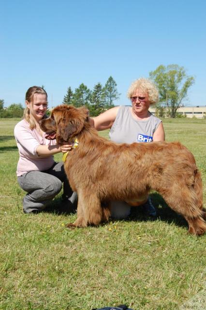 Фото: ньюфаундленд Kupava