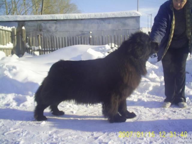 Фото: ньюфаундленд Charovnitsa   iz Medvejyego Yara (Чаровница из Медвежьего Яра)