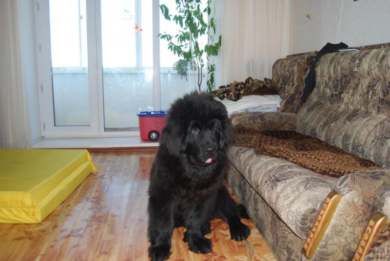 Фото: ньюфаундленд Super Premium William Shakspear (Супер Премиум Уильям Шекспир)