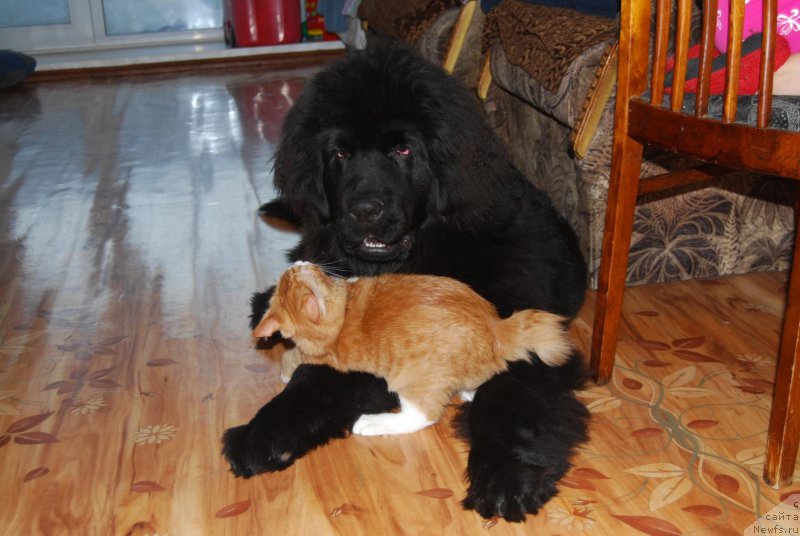 Фото: ньюфаундленд Super Premium William Shakspear (Супер Премиум Уильям Шекспир)