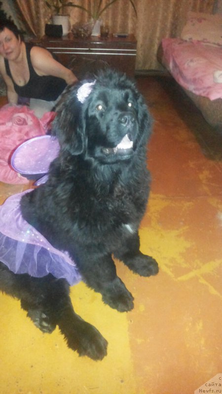 Фото: ньюфаундленд Super Premium Unique Lady (Супер Премиум Уникуе Ладу)