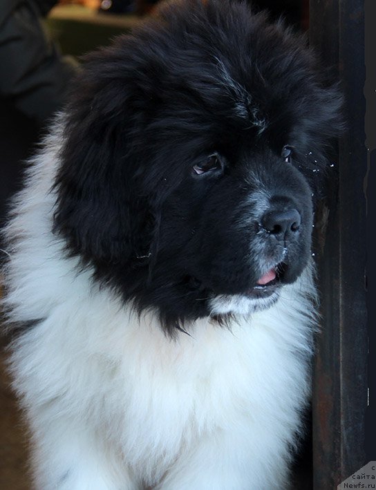 Фотография № 196916