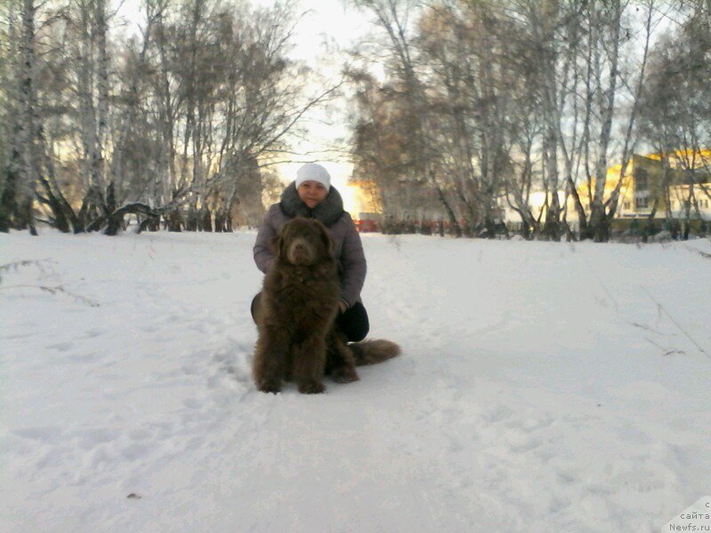 Фото: ньюфаундленд Agat Jelaniy ot Marleon Dusvik (Агат Желаний от Марлеон Дусвик), Oksana Konopel'ceva (Оксана Конопельцева)