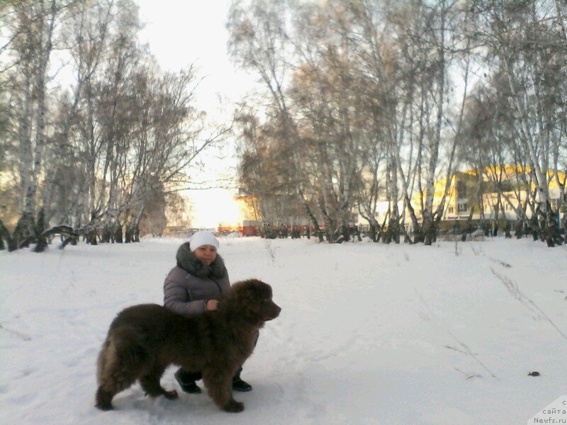 Фото: ньюфаундленд Agat Jelaniy ot Marleon Dusvik (Агат Желаний от Марлеон Дусвик), Oksana Konopel'ceva (Оксана Конопельцева)
