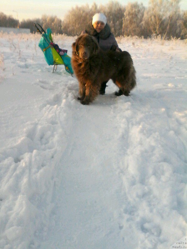 Фото: ньюфаундленд Agat Jelaniy ot Marleon Dusvik (Агат Желаний от Марлеон Дусвик), Oksana Konopel'ceva (Оксана Конопельцева)