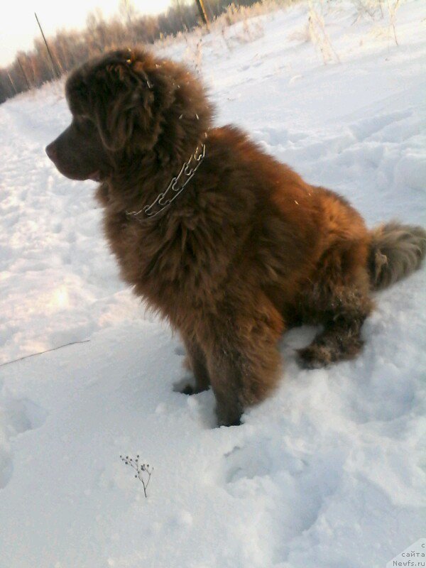 Фото: ньюфаундленд Agat Jelaniy ot Marleon Dusvik (Агат Желаний от Марлеон Дусвик)