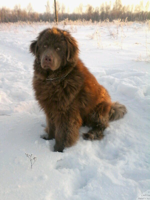 Фото: ньюфаундленд Agat Jelaniy ot Marleon Dusvik (Агат Желаний от Марлеон Дусвик)