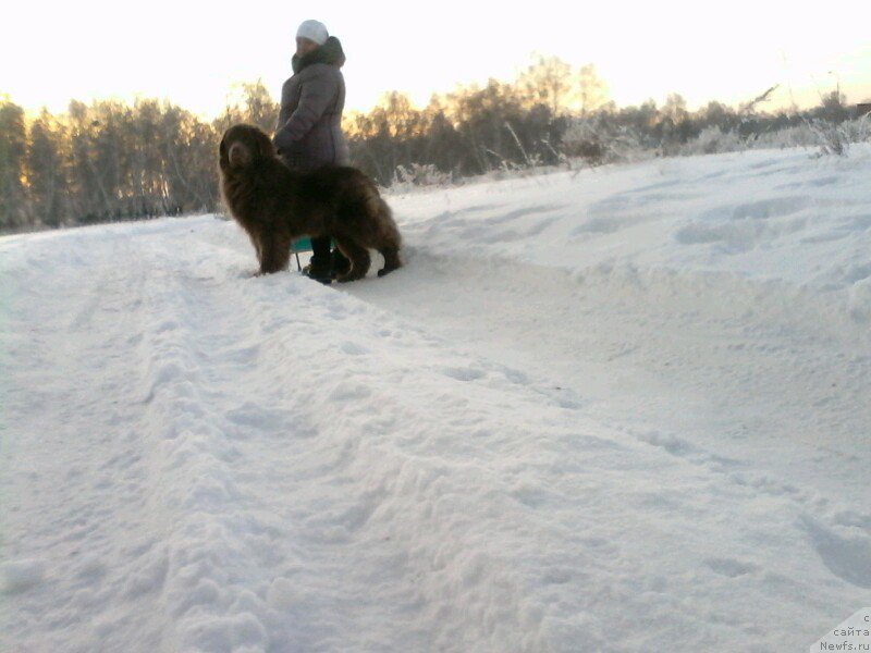 Фото: ньюфаундленд Agat Jelaniy ot Marleon Dusvik (Агат Желаний от Марлеон Дусвик), Oksana Konopel'ceva (Оксана Конопельцева)
