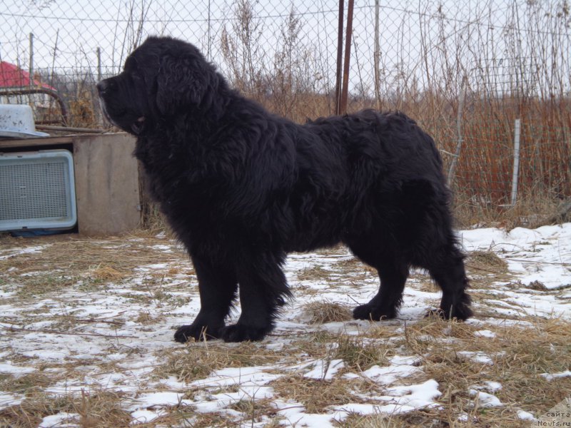 Фото: ньюфаундленд Vito Kacho Ferl (Вито Качо Ферл)