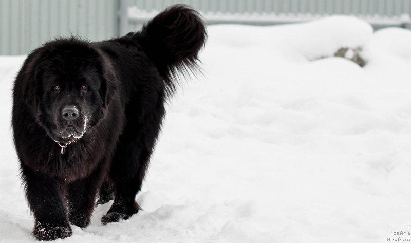 Фото: ньюфаундленд Dart Veyder (Дарт Вейдер)